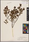 Foto von Salix aurita L. x Salix myrtilloides L.